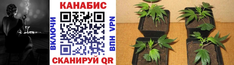 Купить  Белая Холуница  Конопля сатива 